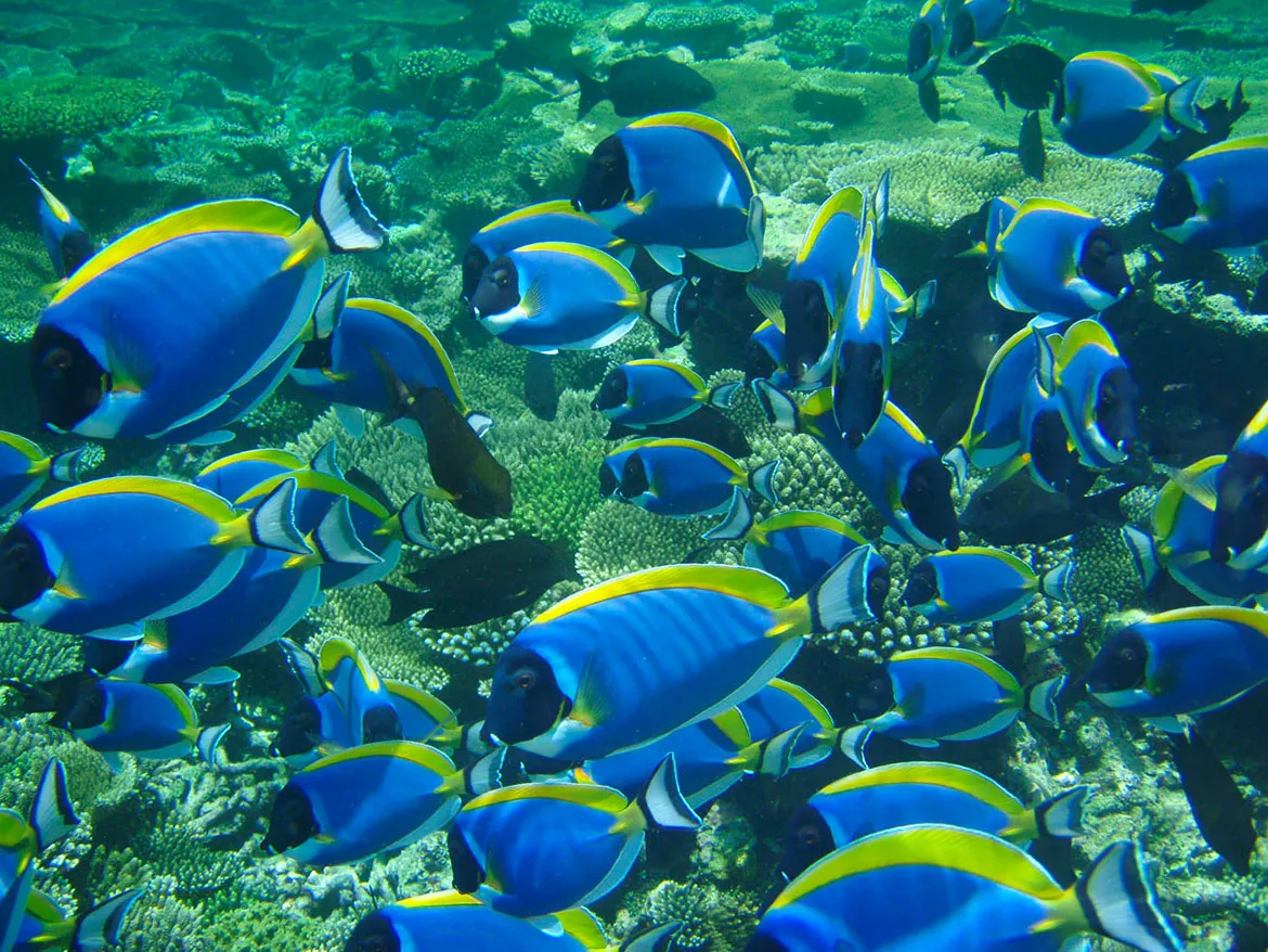 A shoal of blue and yellow surgeonfish over the reef.