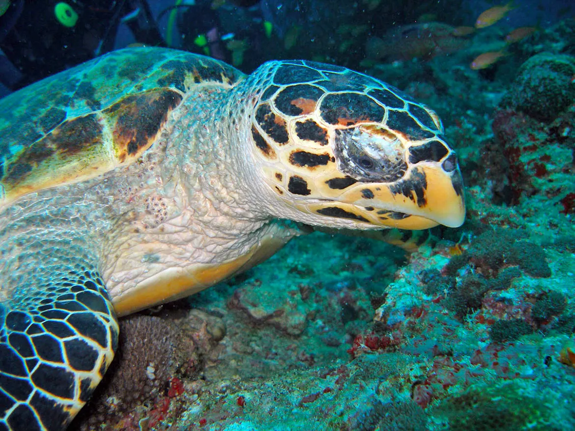 A hawksbill turtle among the corals, seen close up.