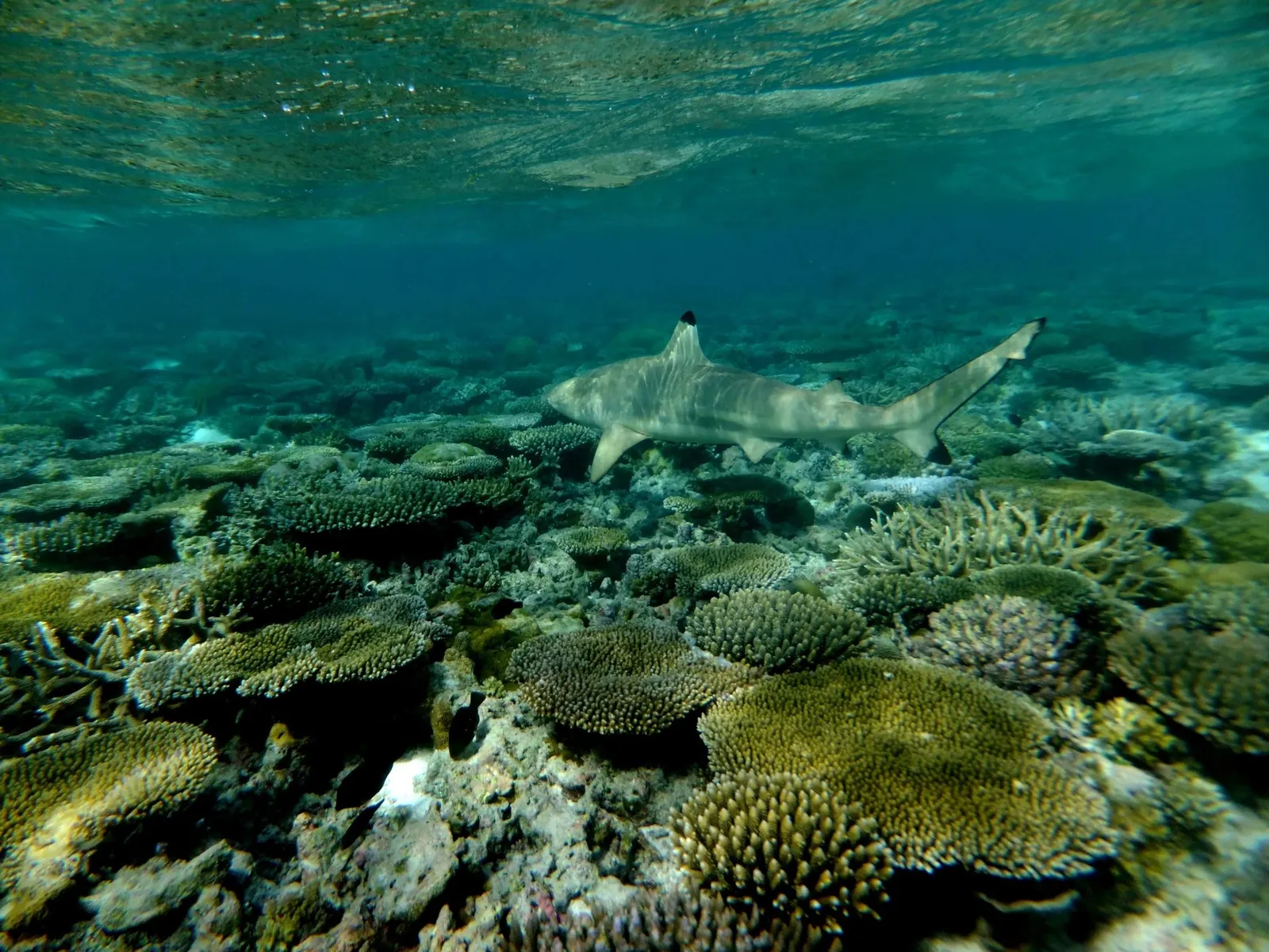 A blacktip reef shark above the coral