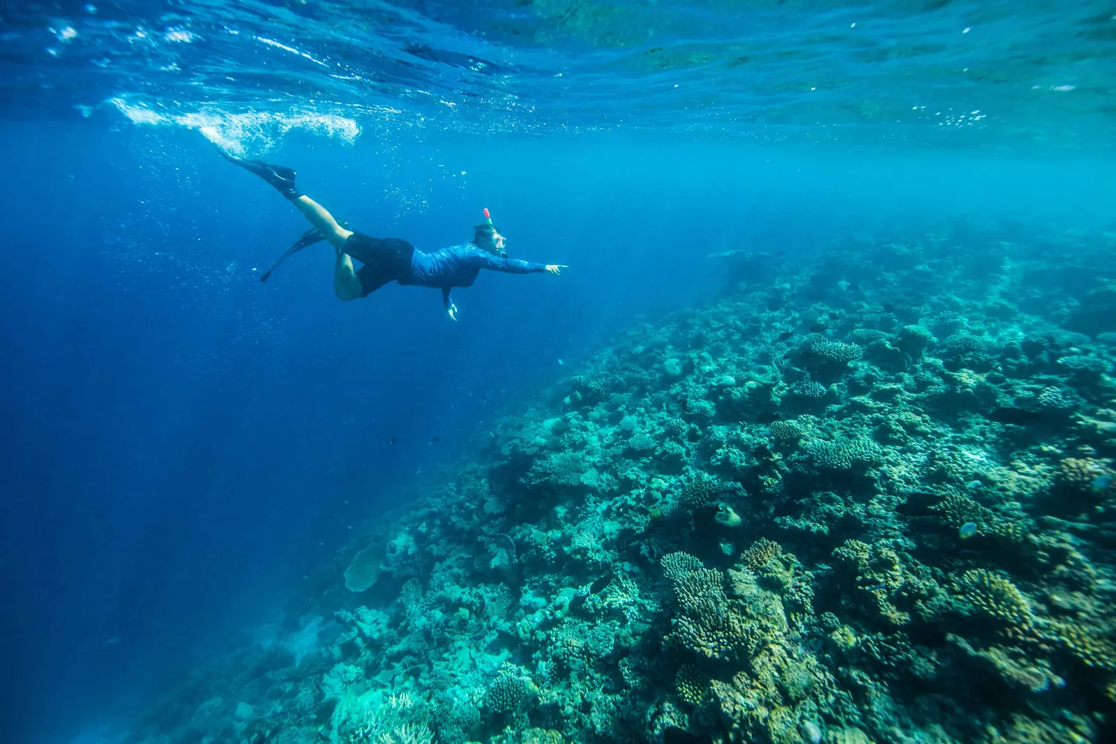 A snorkeller over the reef, the coral dropping into the blue