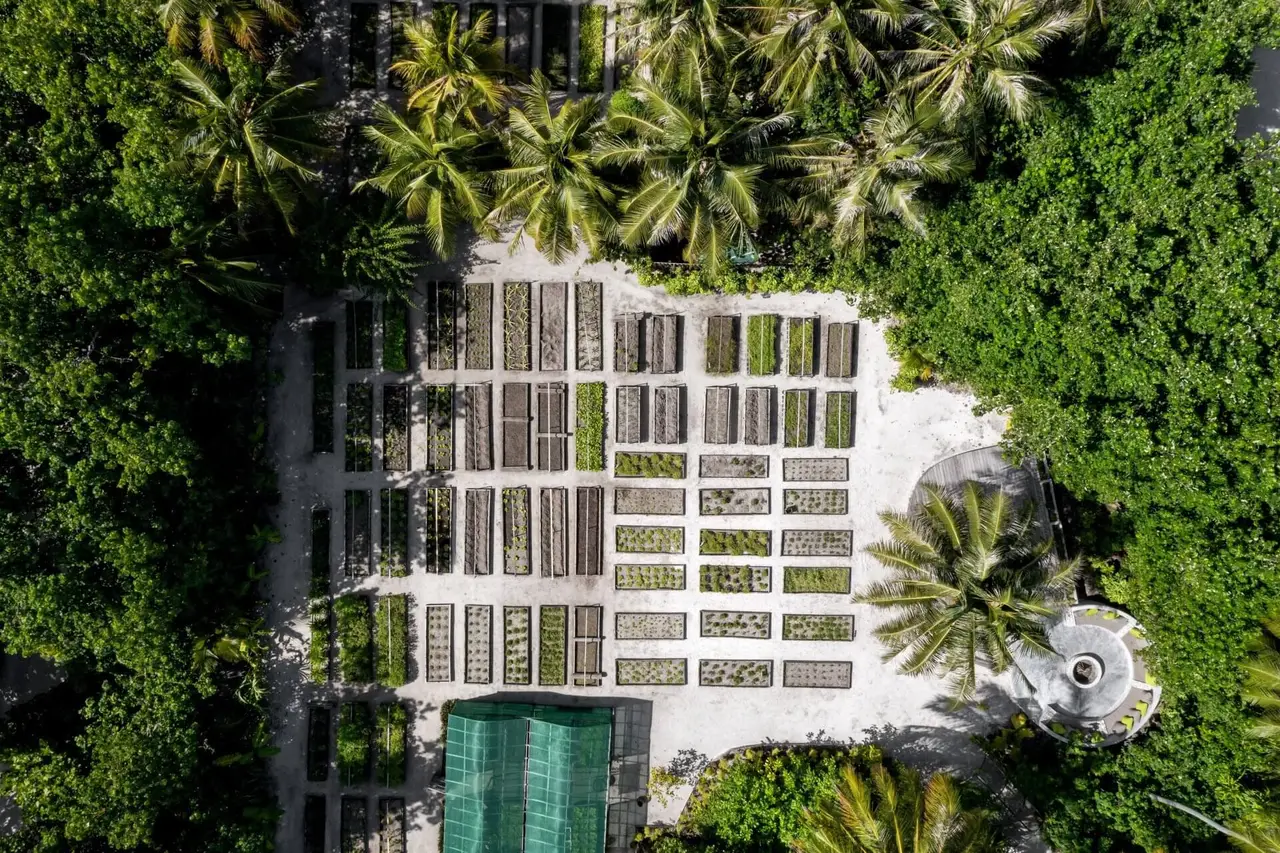 The organic garden from above, its beds in a grid among the palms