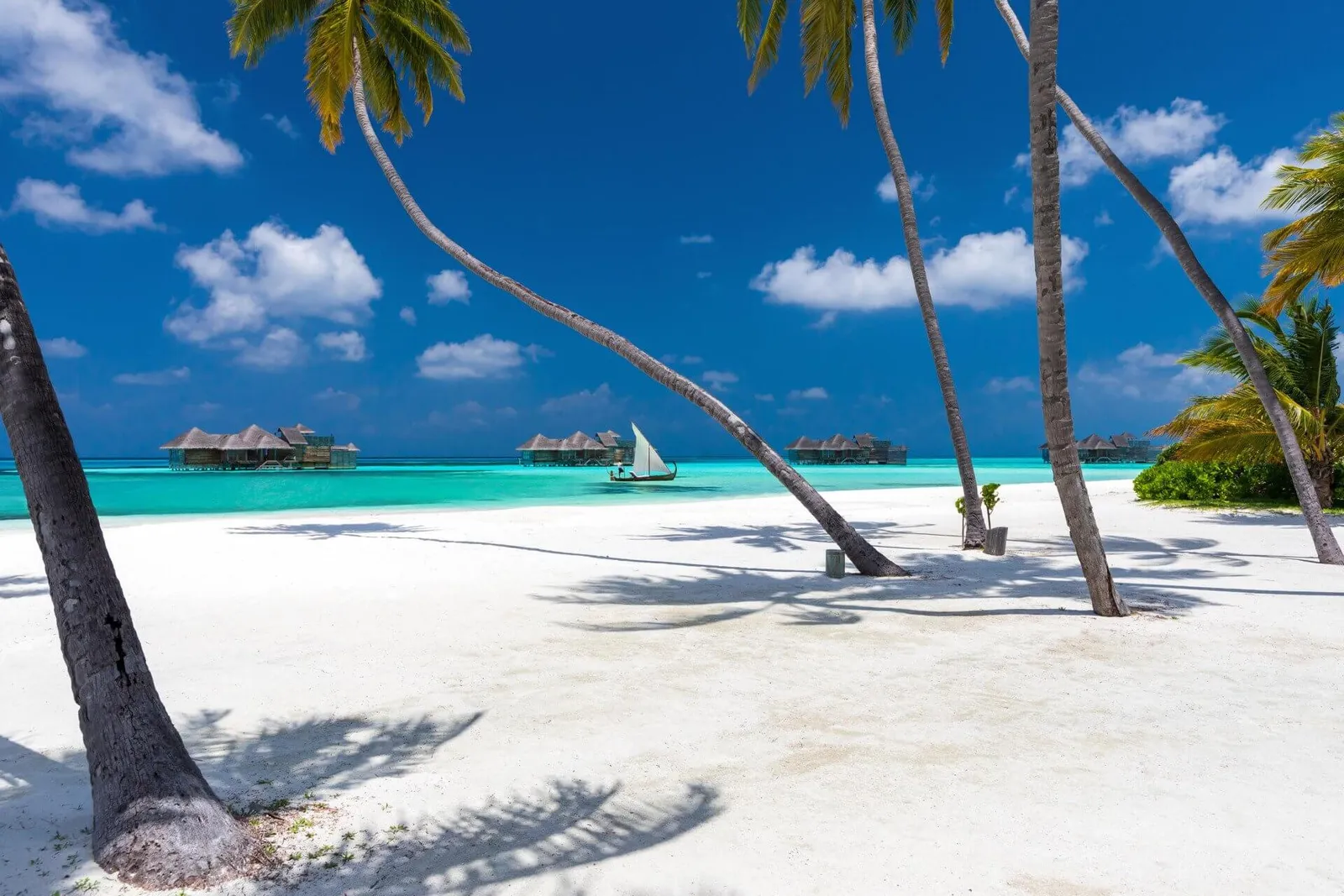 The white-sand beach between the palms, a sailing boat on the lagoon