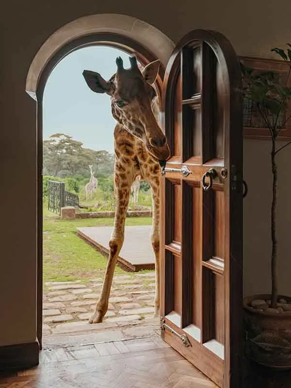 A giraffe at the house’s arched doorway