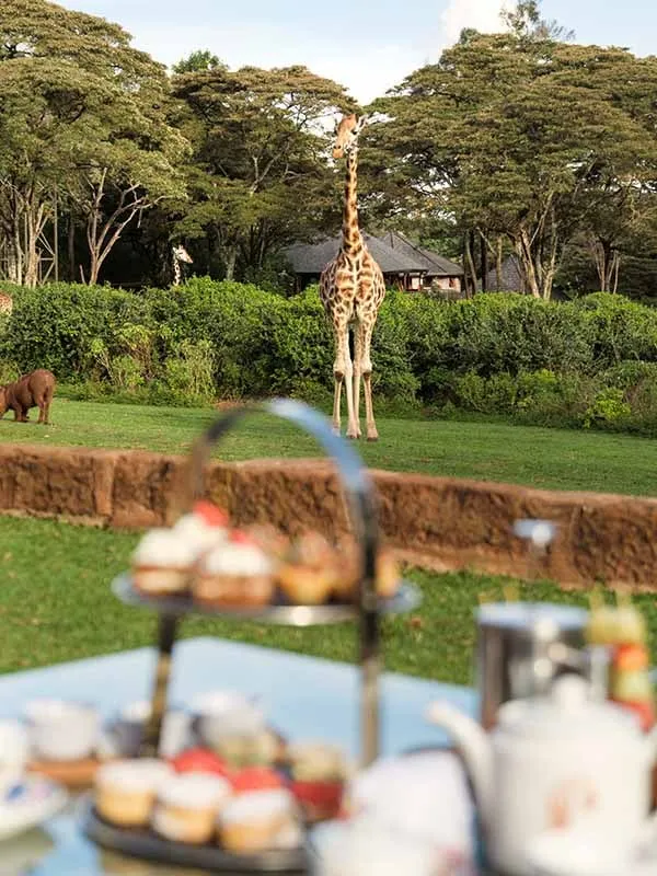 Tea on the lawn: a stand of cakes in front and a giraffe behind
