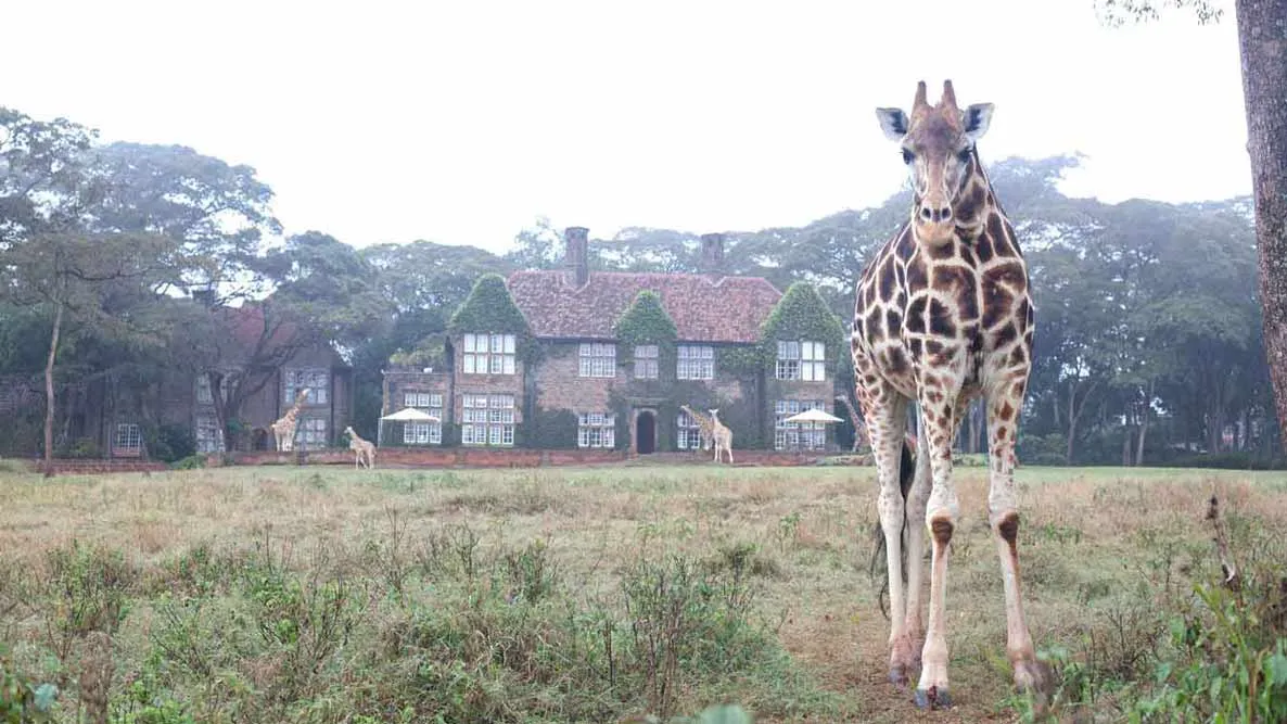 A giraffe on the lawn in front of the house, in morning light
