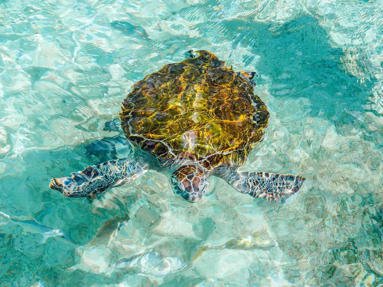 A sea turtle seen from above in the shallow turquoise water of the sanctuary’s lagoon.