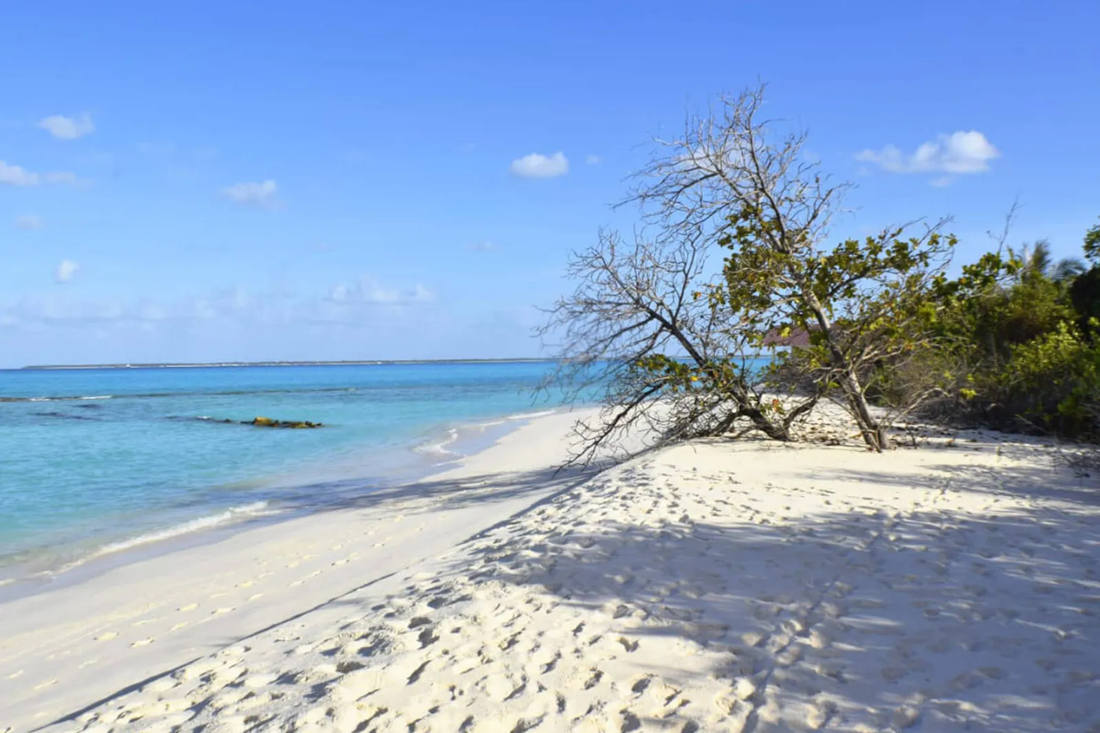 Un tratto di spiaggia selvaggia, con un albero piegato sulla sabbia e la vegetazione dell’isola.