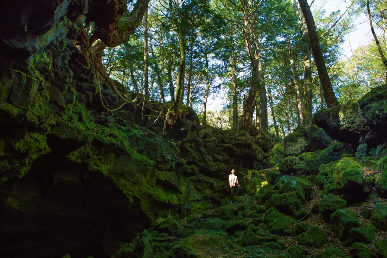 A walker among moss-covered lava rocks in the Aokigahara forest