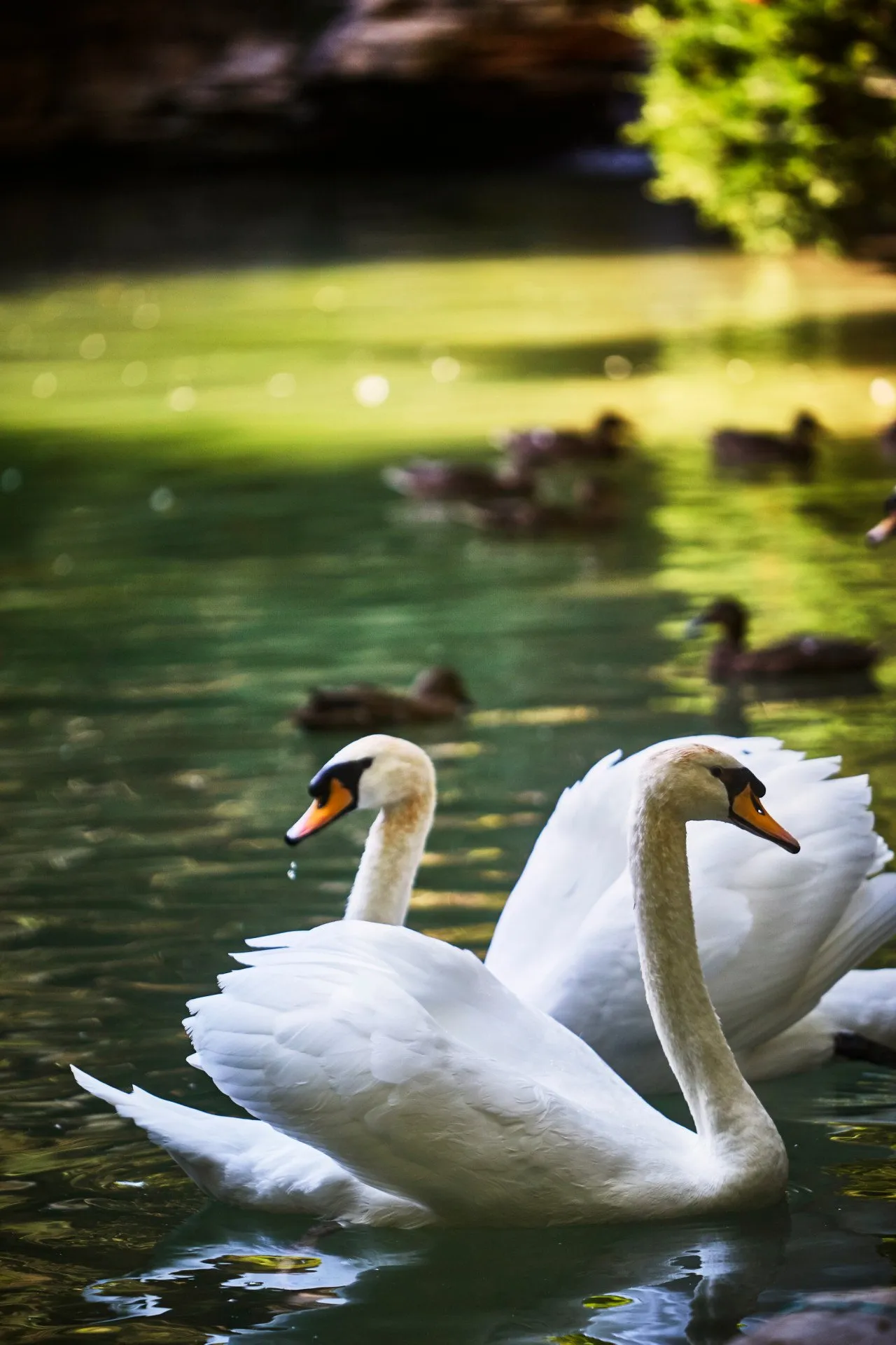 2 white swans on the green water of Swan Lake, ducks behind