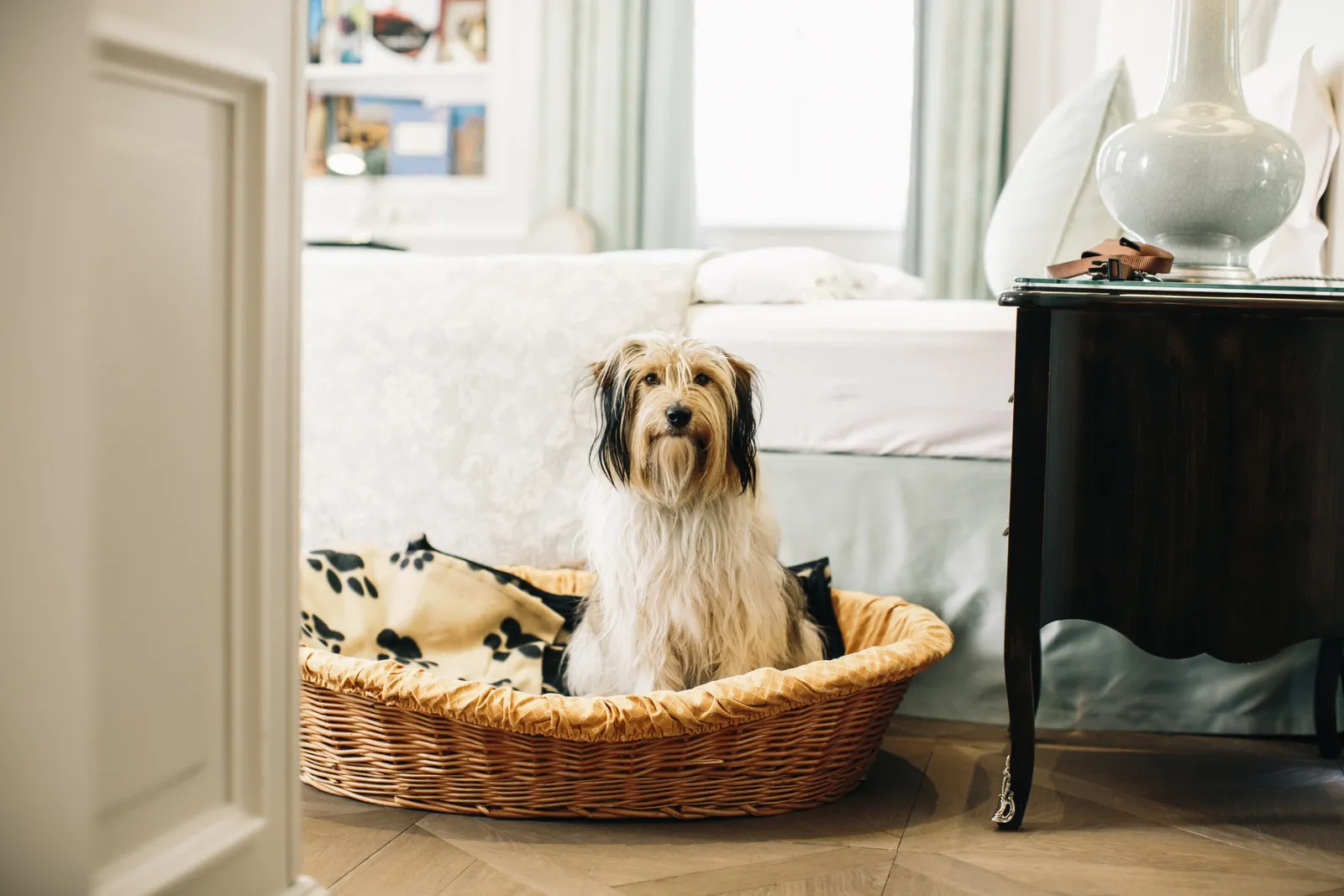 A long-haired dog sitting in a wicker basket at the foot of the bed, in a pale-walled room.