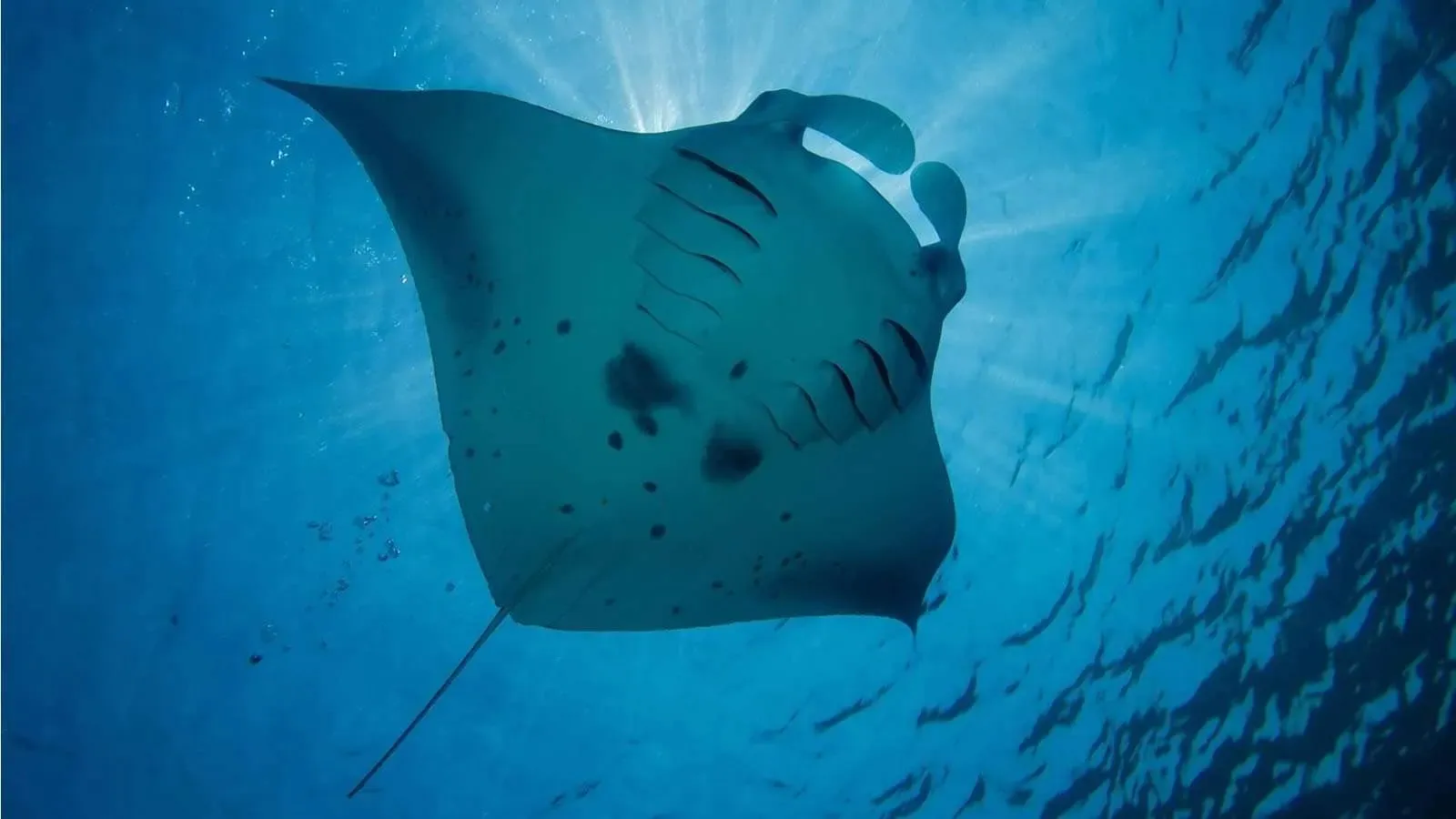 A manta ray swimming in the blue