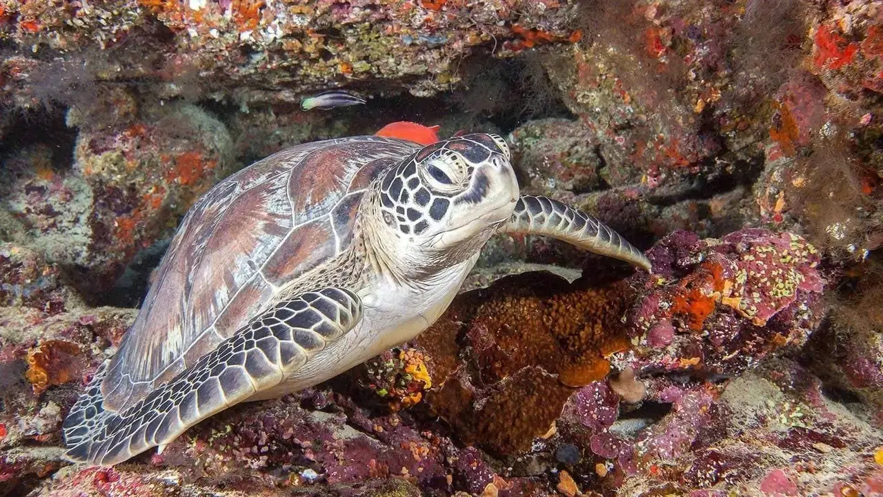 A turtle on the reef, among the coral