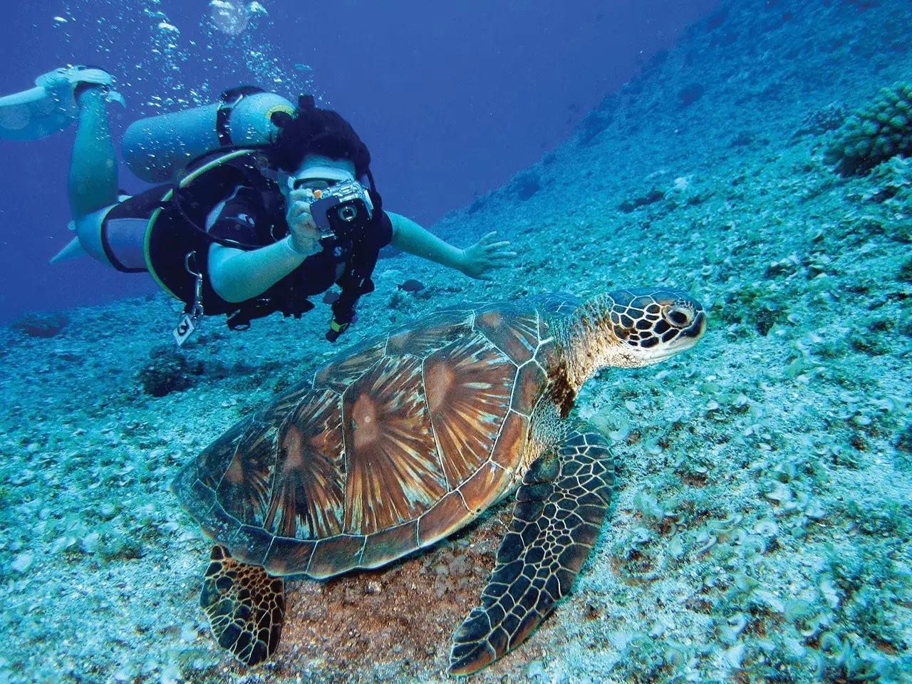 A diver beside a turtle on the reef