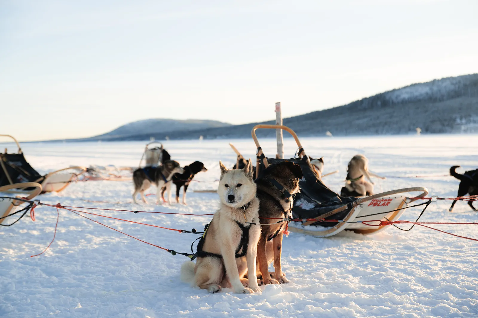 Sled dogs resting in harness on the frozen Torne River beside a wooden sled, with low forested hills behind in winter sun.