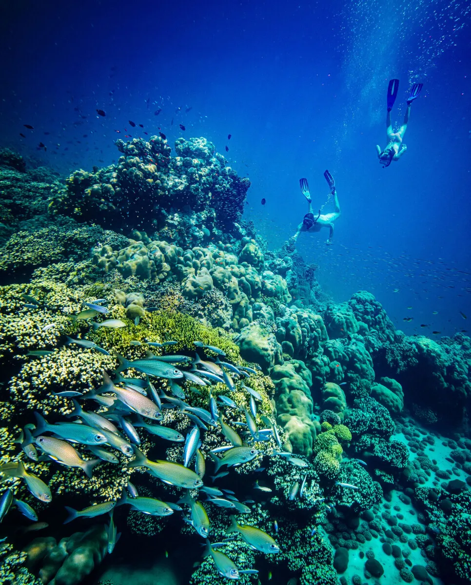 Underwater: a shoal of fish over the coral and 2 people with mask and fins in the blue.