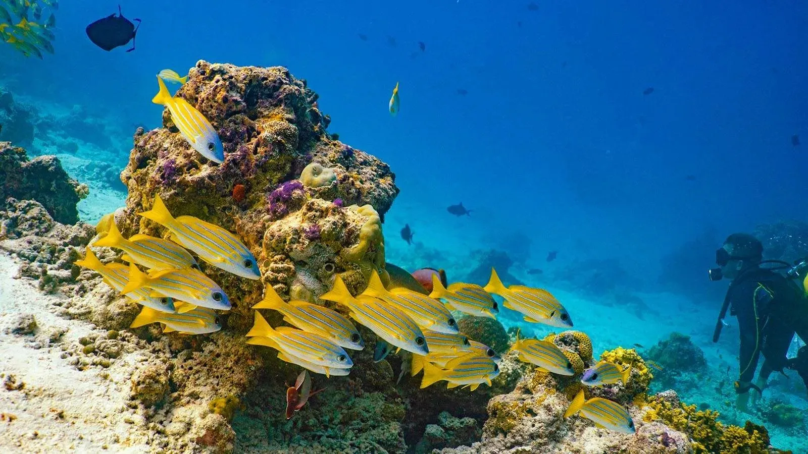 A diver beside a school of yellow fish on a coral reef