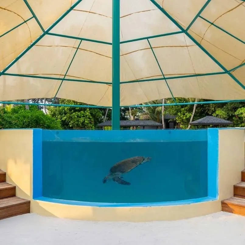 A turtle in a treatment tank at the Sea Turtle Health Institute, under a canopy