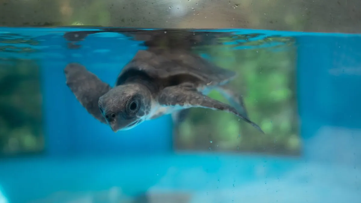 A turtle in a tank at the care centre
