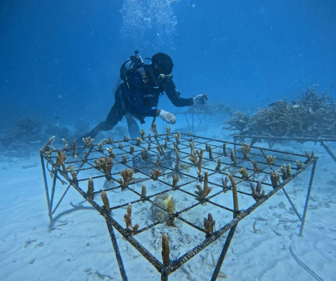 A diver among the frames of the coral nursery