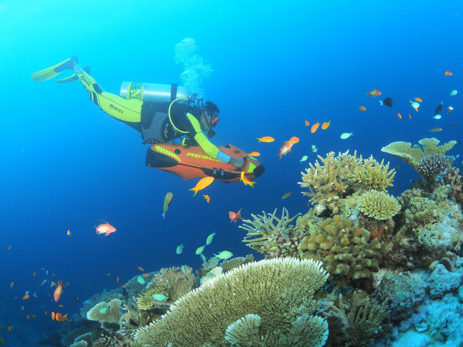 A diver above the coral among brightly coloured fish