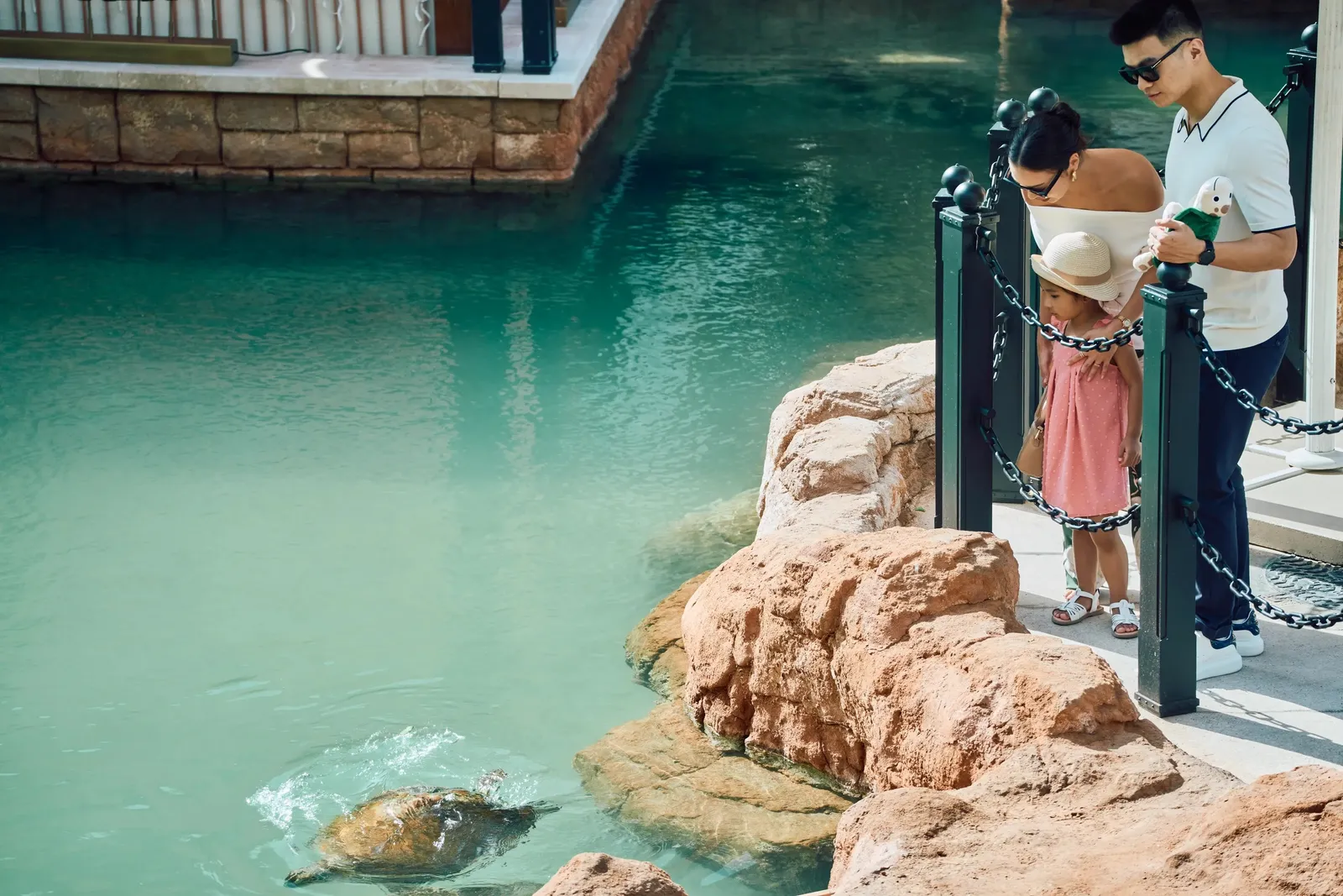 Turtles in the lagoon