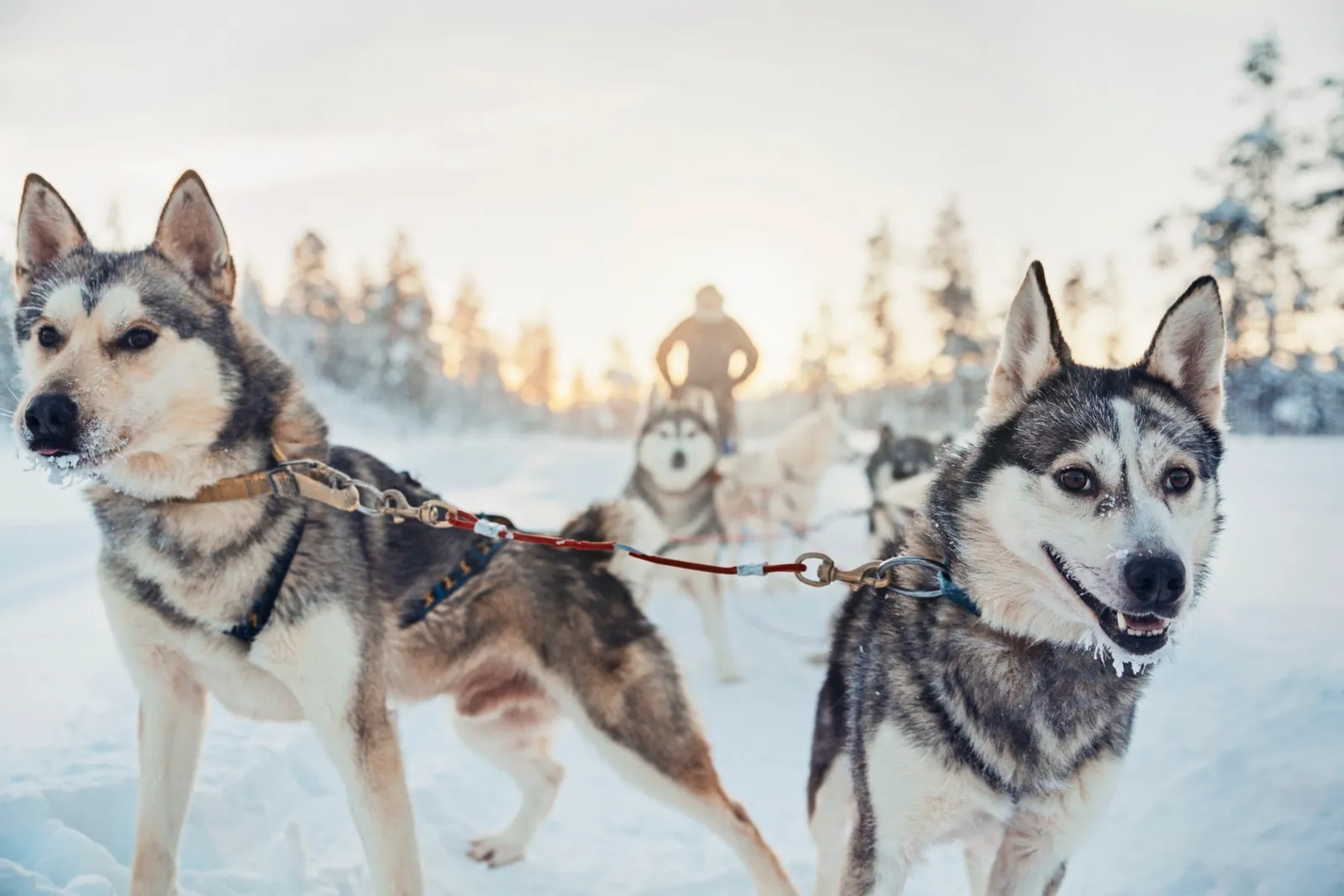 2 huskies in the foreground pull a sled over the snow; behind them the driver standing, and trees against the low sun.