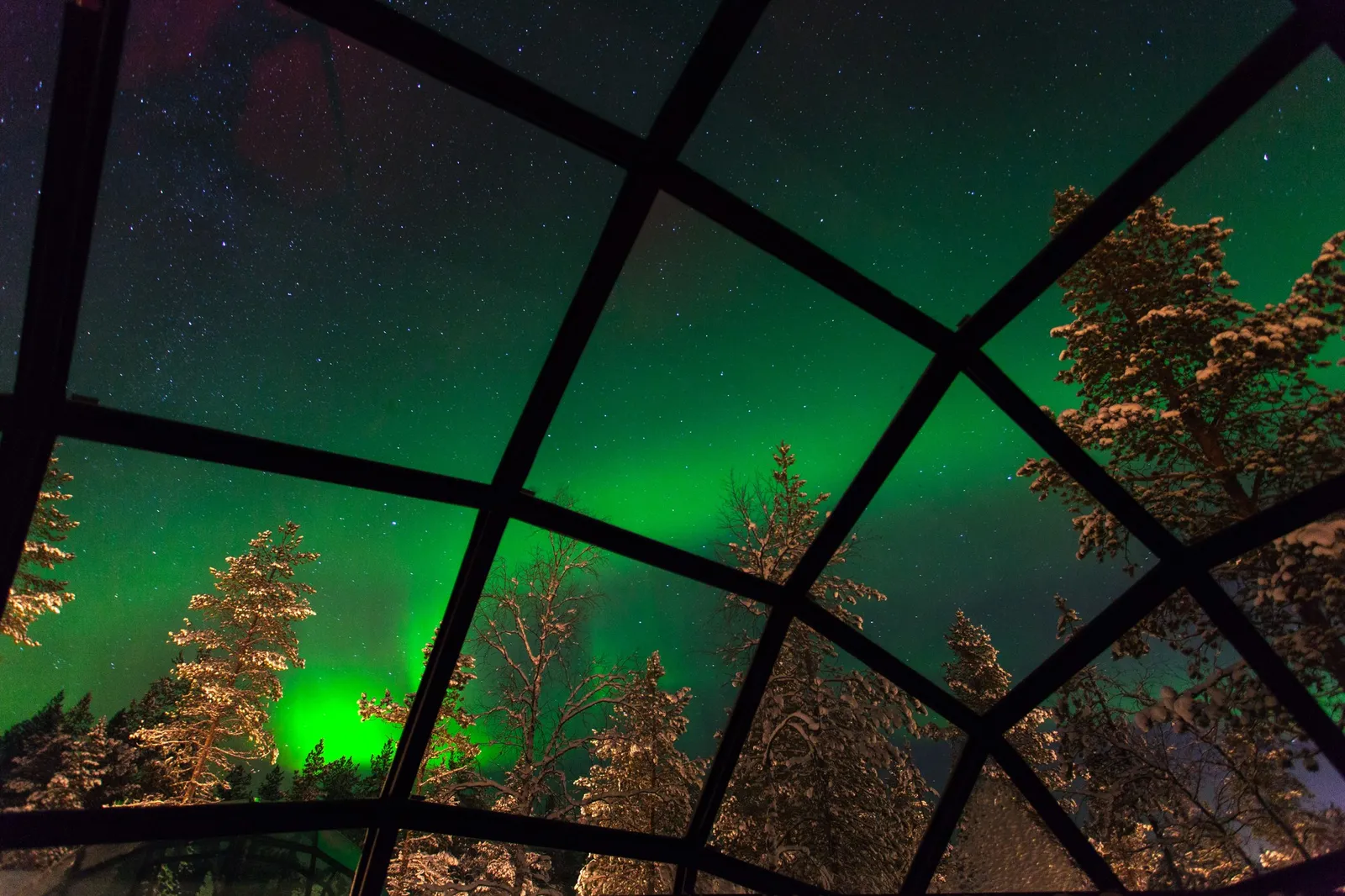 Green northern lights seen from inside an igloo, through the panes of the glass roof, with the pine tops lit up.