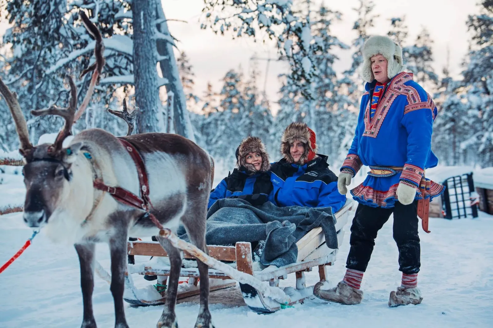 A reindeer harnessed to a wooden sleigh with 2 guests under blankets, and beside it a man in blue Sámi dress.