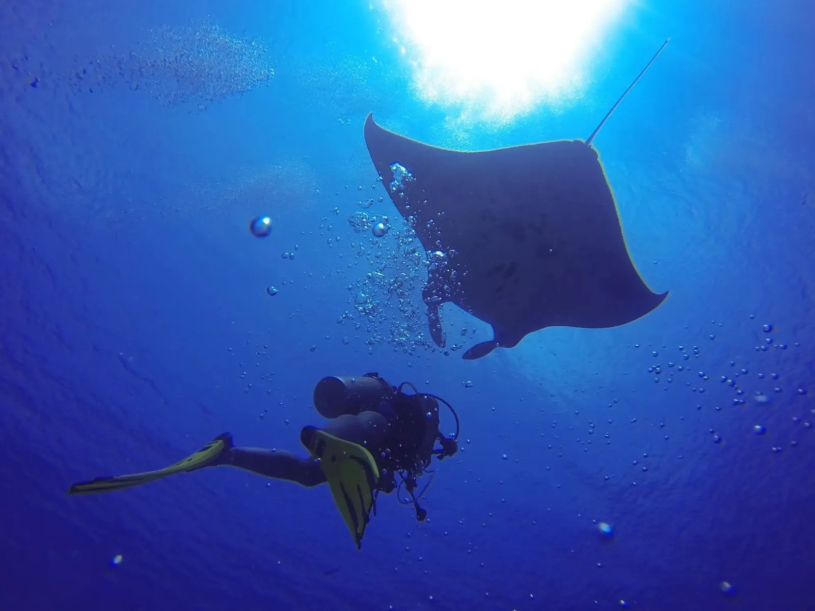 A diver beneath a manta ray, against the light in the blue