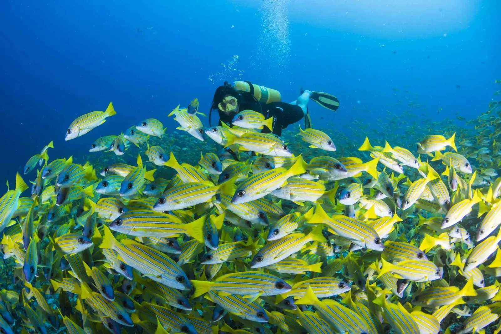 A diver inside a shoal of yellow striped fish on the reef