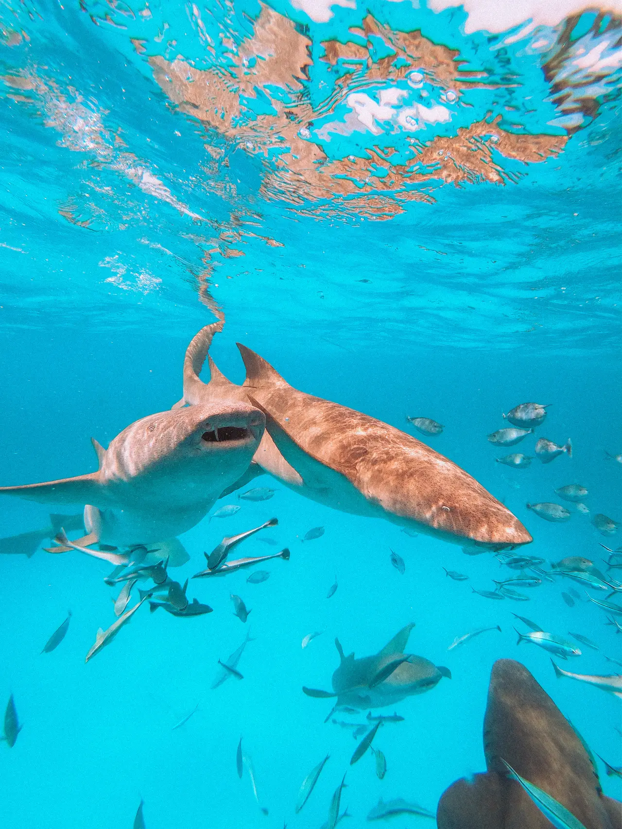 Underwater, nurse sharks swim among shoals of fish beneath the sunlit surface.