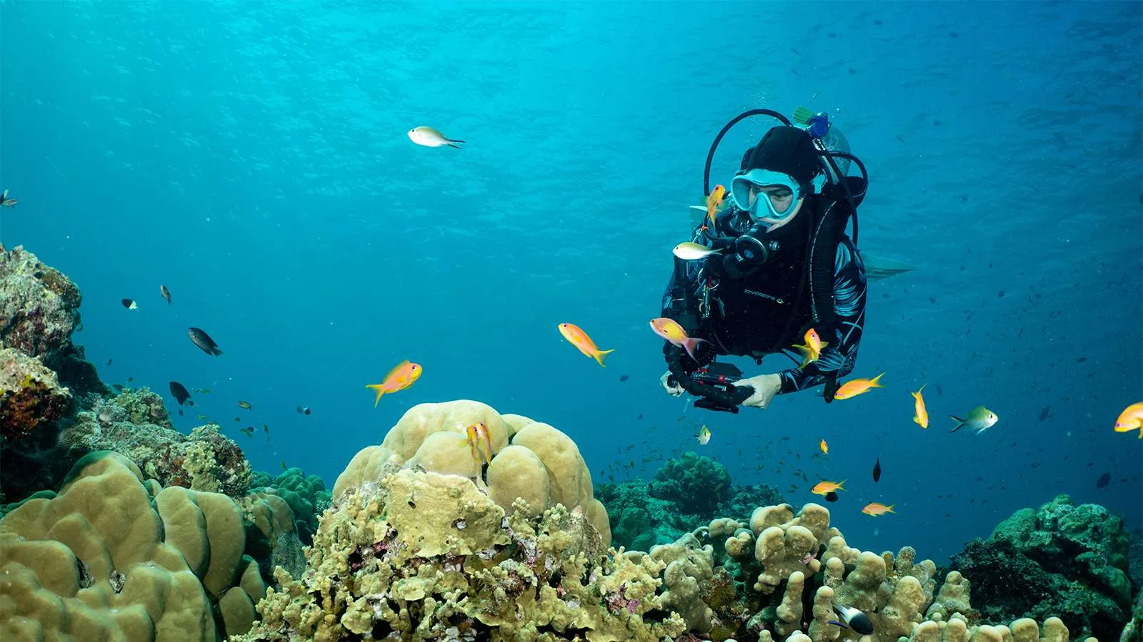 A diver over the reef among the coral and tropical fish, in clear water.