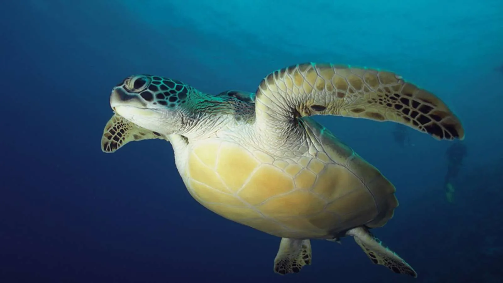A green turtle swimming in the blue, seen from below.