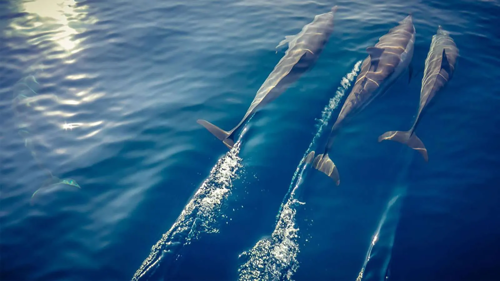 3 dolphins swimming just below the surface of the blue sea, seen from above
