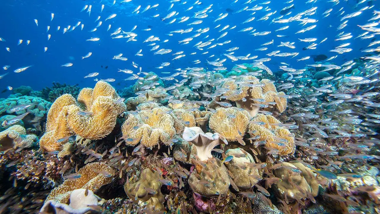 Corals and a shoal of fish on the reef