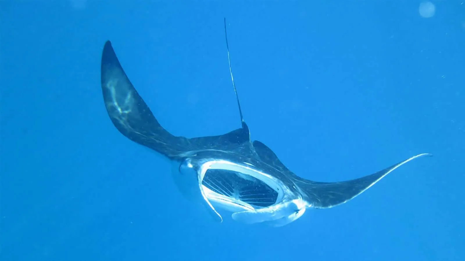 A manta ray, mouth open, in the blue