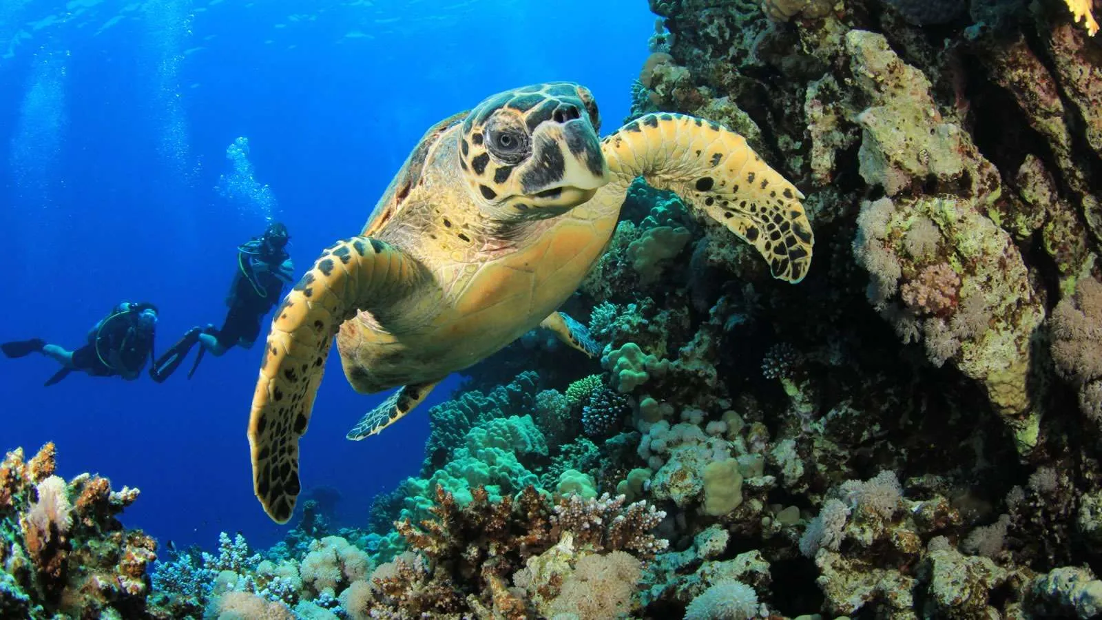 A turtle over the reef, 2 divers behind it