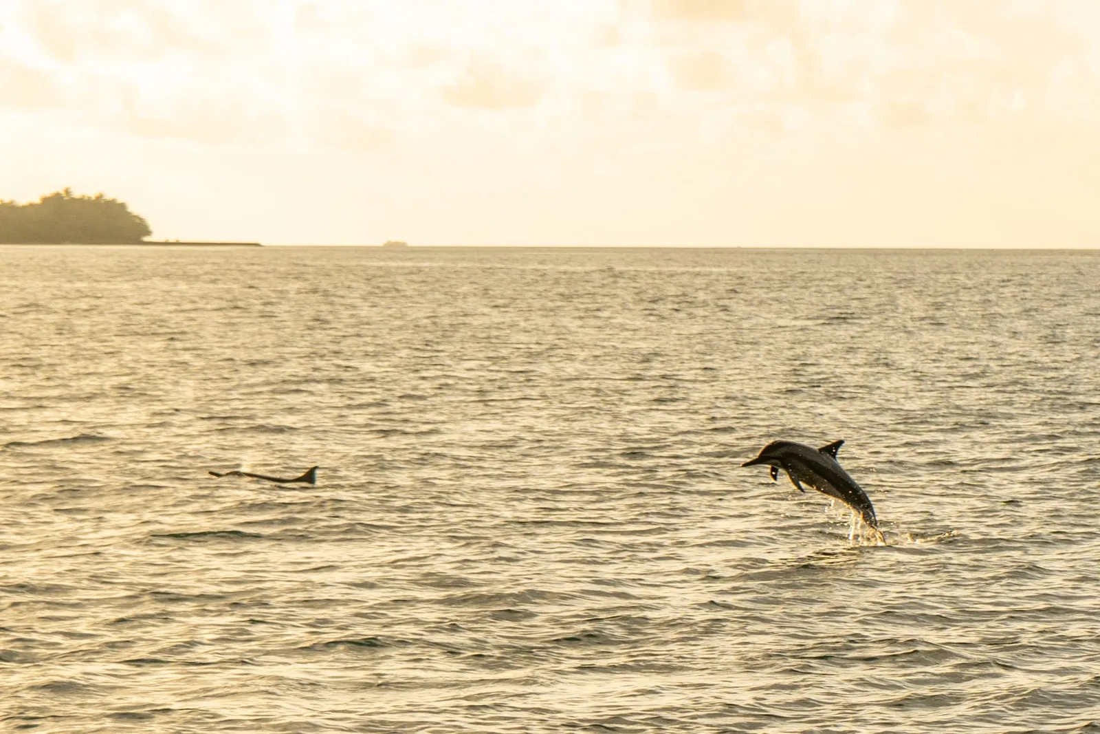A dolphin leaping clear of a golden sea at sunset, with an island on the horizon.