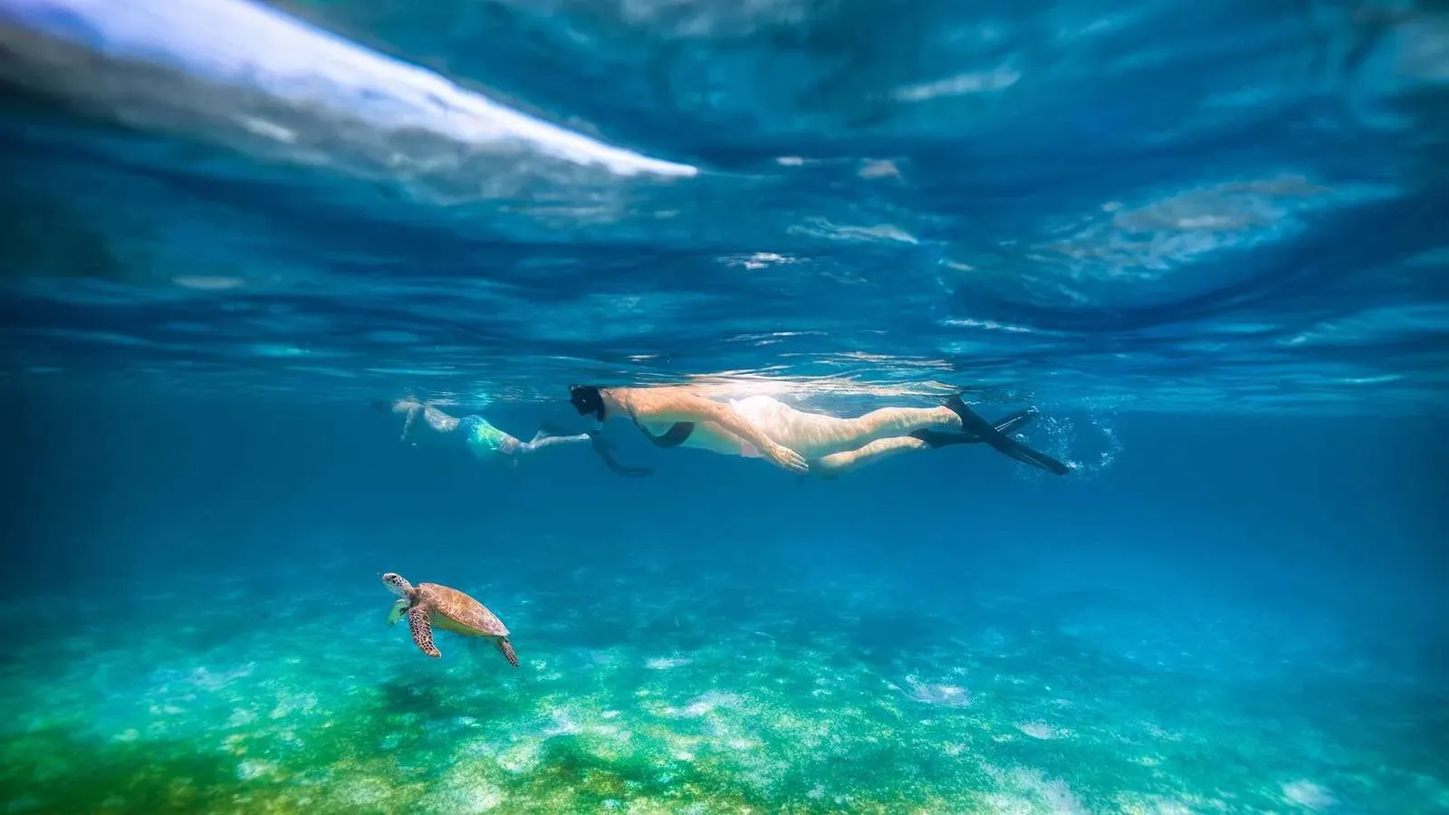 A turtle and a swimmer in Kuredu’s sea