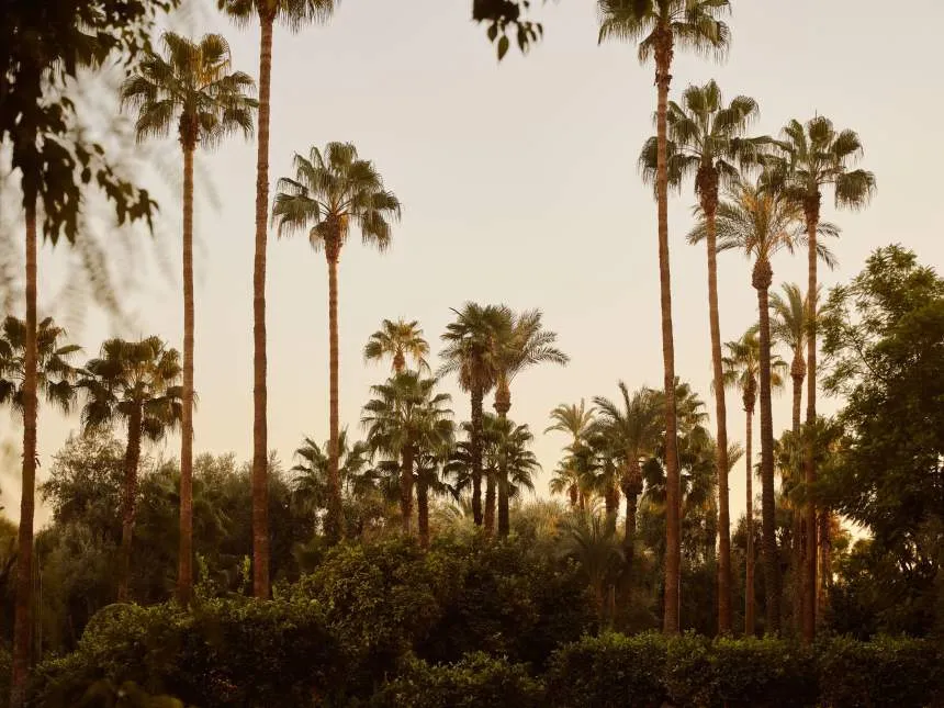 The garden’s palms at sunset