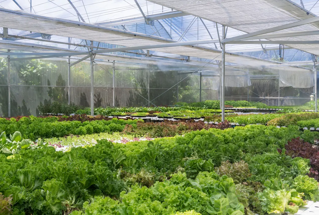 Rows of salad leaves inside the hydroponic greenhouse