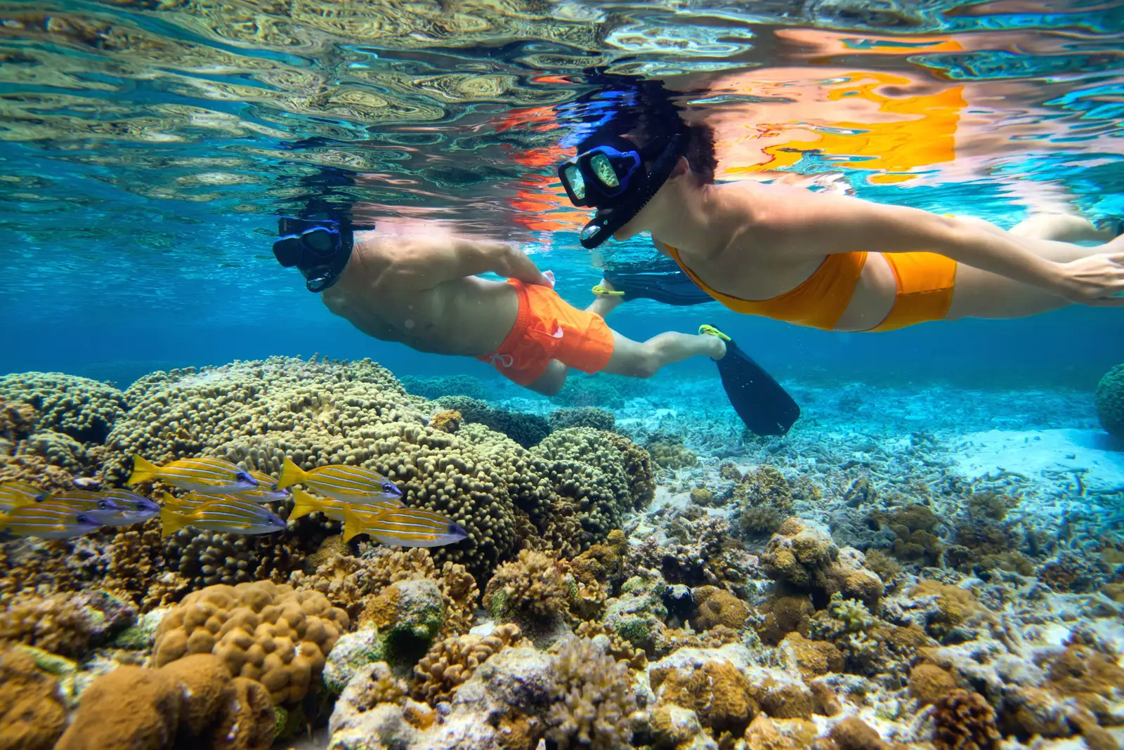 2 snorkellers over the coral of the reef, among the fish
