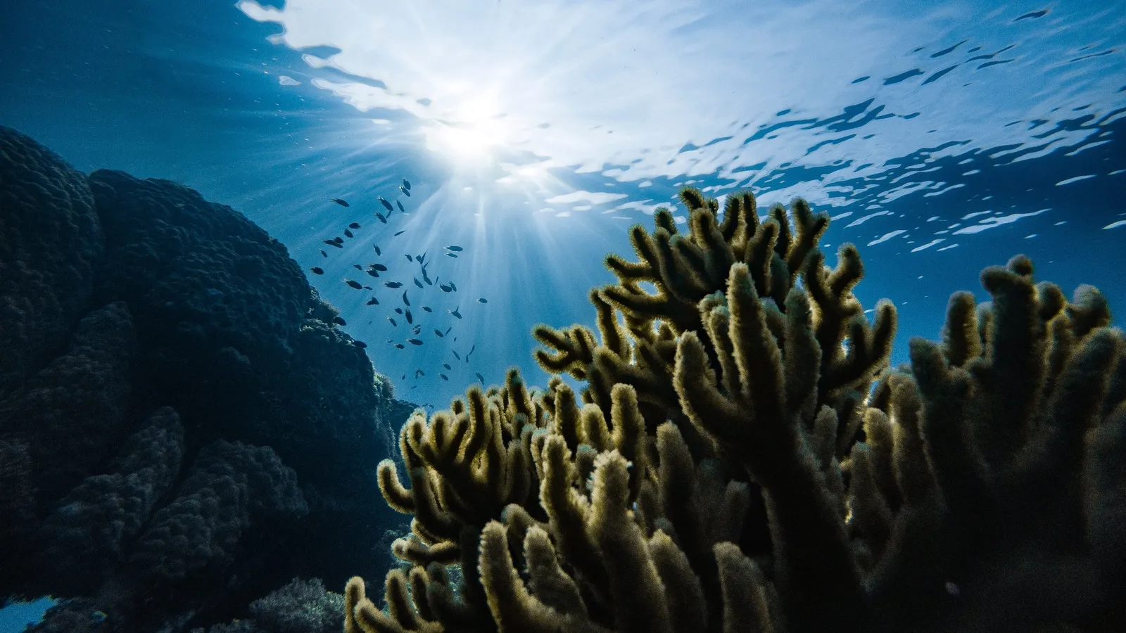 Under water on the reef: coral in the foreground, a shoal of fish and sunbeams coming down from the surface.