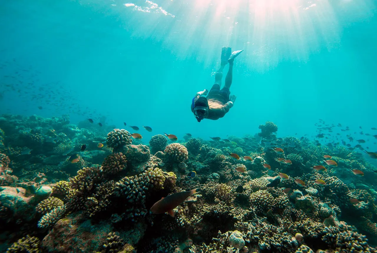 A snorkeller diving over coral, light falling from above
