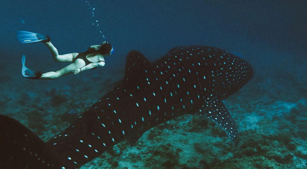 A snorkeller in fins swims above a whale shark