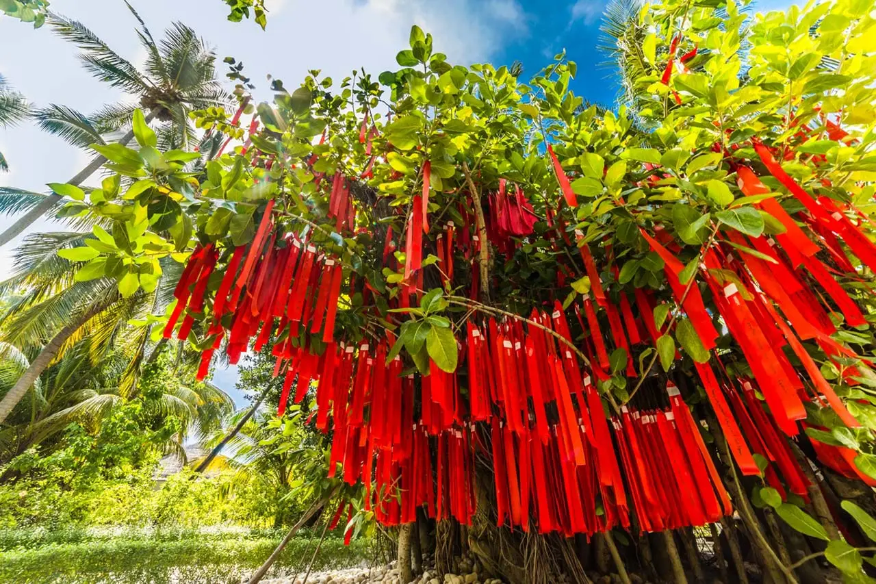 The wishing tree, its branches hung with red ribbons