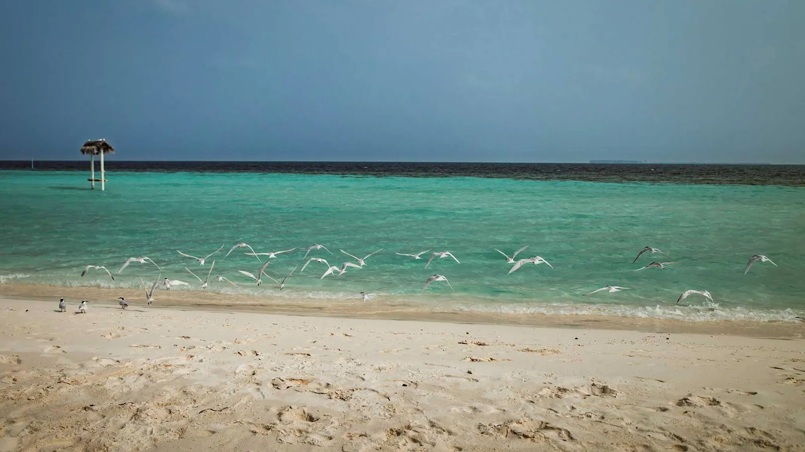 The beach and the lagoon under a grey sky, a flock of birds flying low over the water.