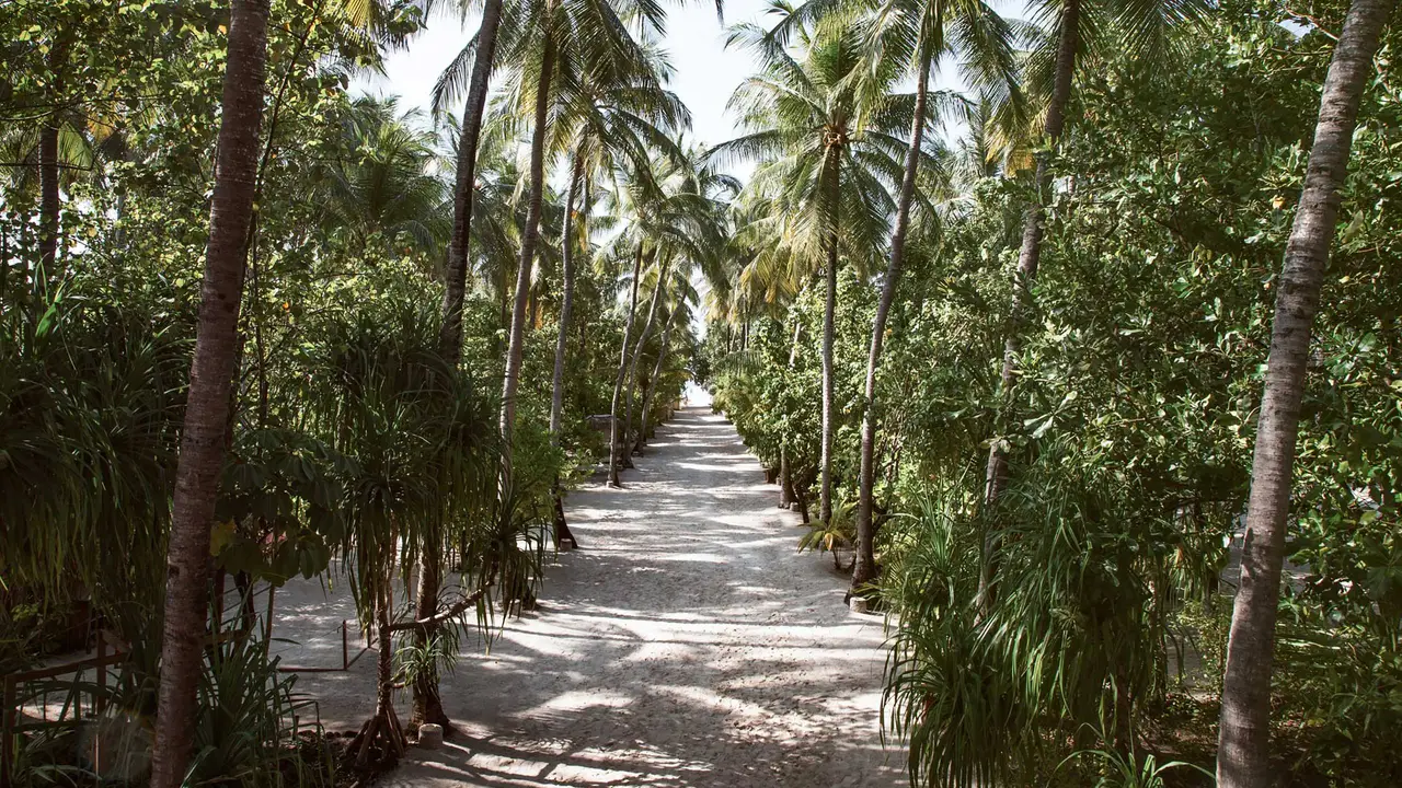 The sandy avenue that crosses the island between 2 rows of palms.