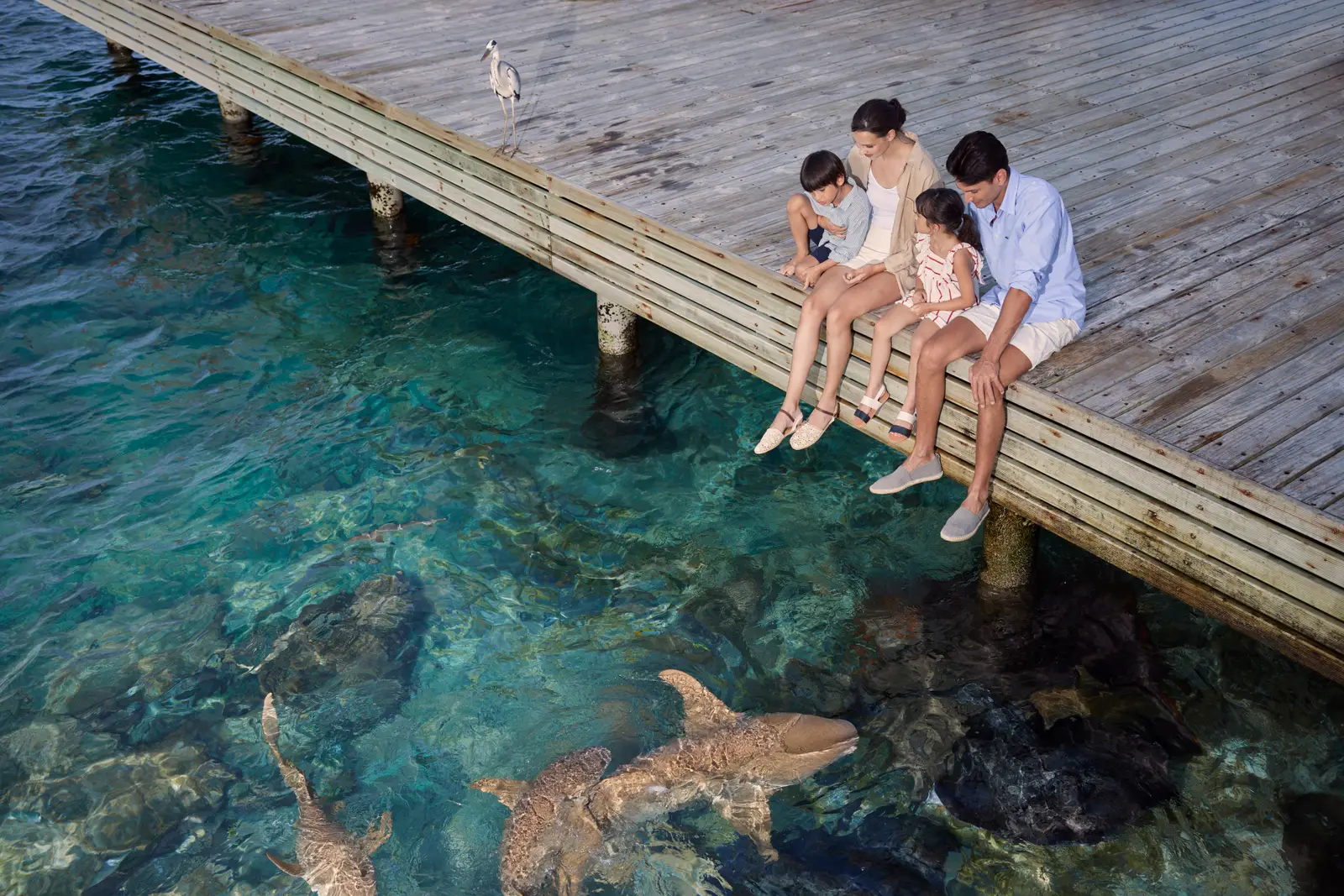 A family sitting on the edge of a jetty look down at 3 nurse sharks swimming in the clear shallows.