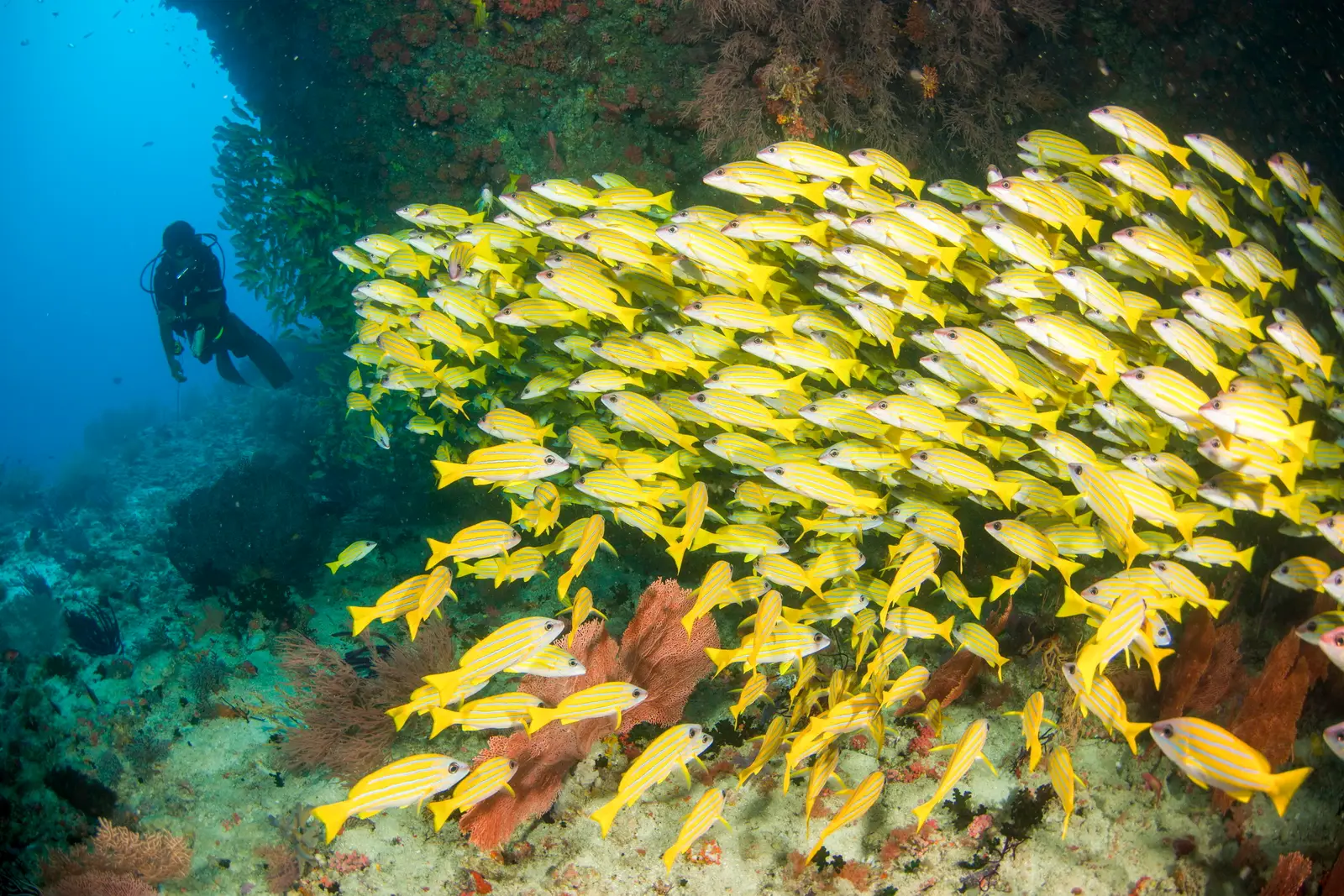 A diver beside a school of yellow snappers, above the corals and sea fans.